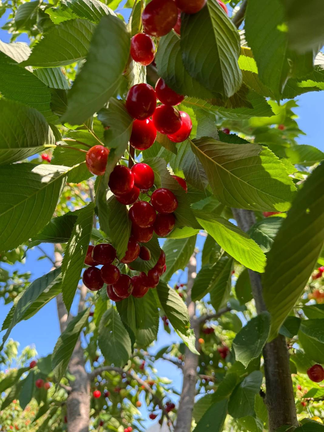 Ünlü Napolyon kirazı hasadı için geri sayım - Resim: 5