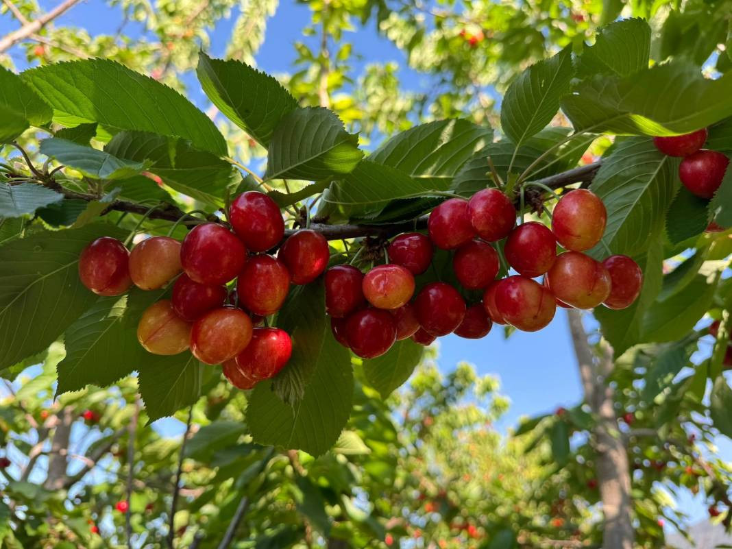 Ünlü Napolyon kirazı hasadı için geri sayım - Resim: 2