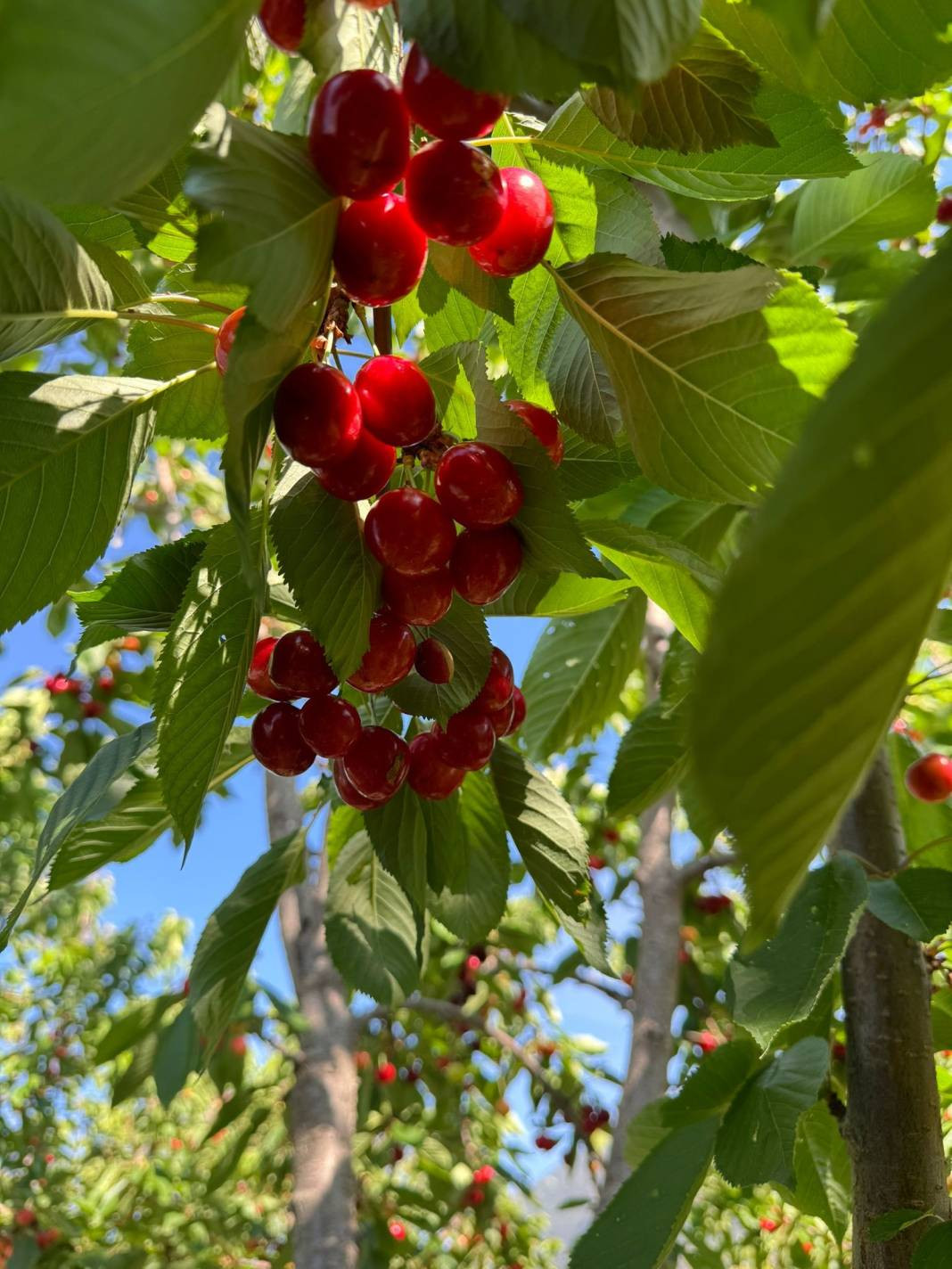 Ünlü Napolyon kirazı hasadı için geri sayım - Resim: 6