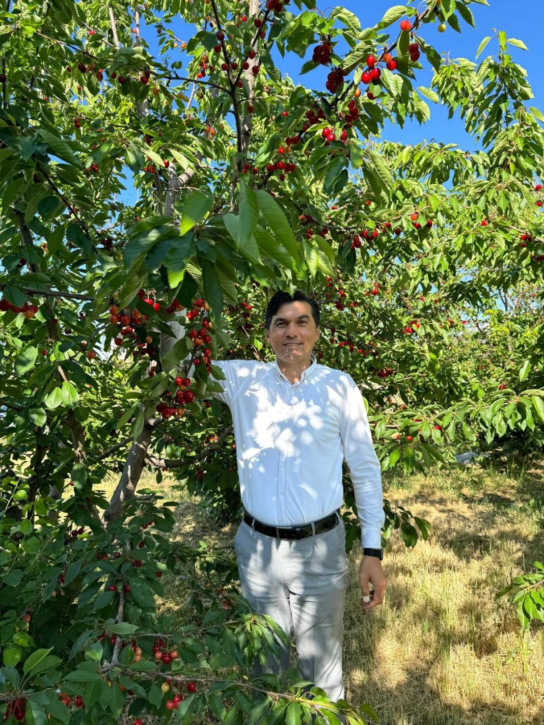 Ünlü Napolyon kirazı hasadı için geri sayım - Resim: 3