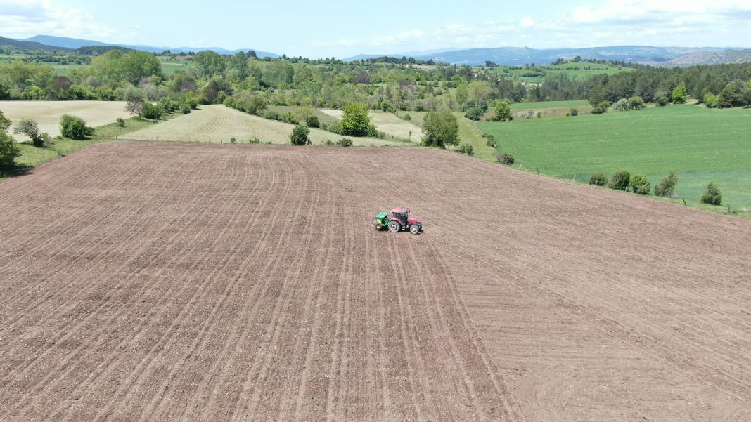 Denemek için ektiler, taleplere yetişemiyorlar! Yaklaşık 1 metreye kadar uzuyor - Resim: 6