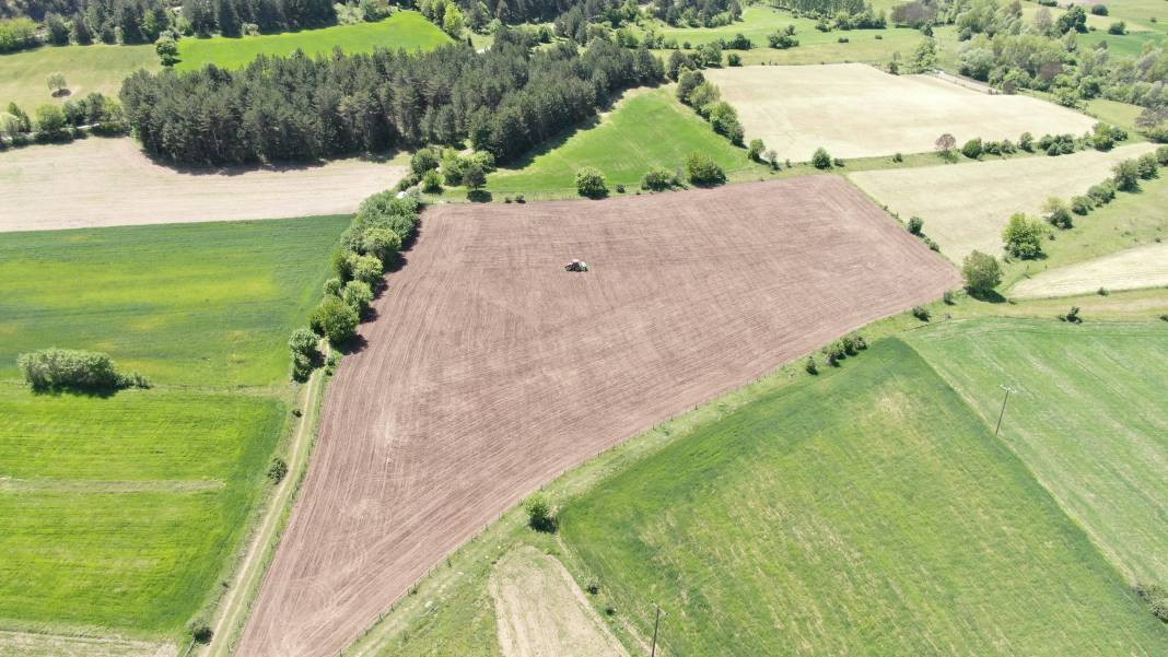 Denemek için ektiler, taleplere yetişemiyorlar! Yaklaşık 1 metreye kadar uzuyor - Resim: 7