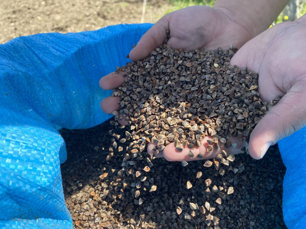 Denemek için ektiler, taleplere yetişemiyorlar! Yaklaşık 1 metreye kadar uzuyor - Resim: 8