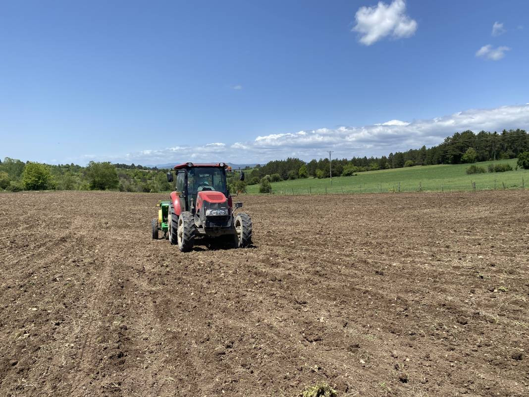 Denemek için ektiler, taleplere yetişemiyorlar! Yaklaşık 1 metreye kadar uzuyor - Resim: 4
