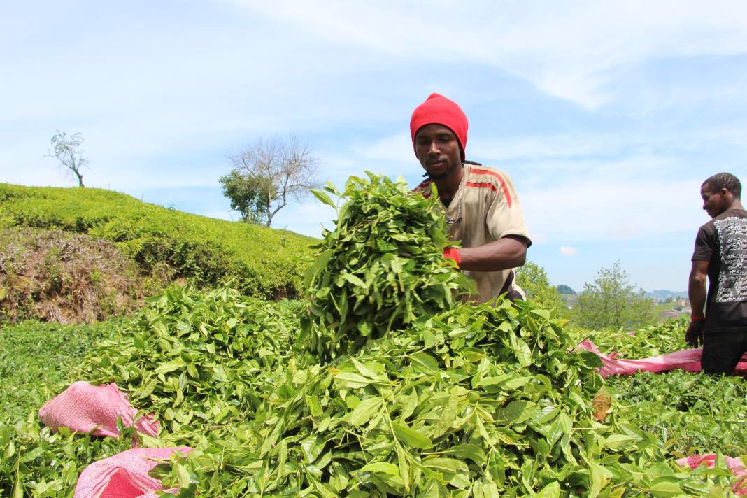 Senegalli işçiler çay hasadında: Yevmiyeyi duyan geldi - Resim: 18