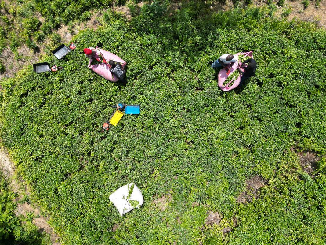 Senegalli işçiler çay hasadında: Yevmiyeyi duyan geldi - Resim: 3