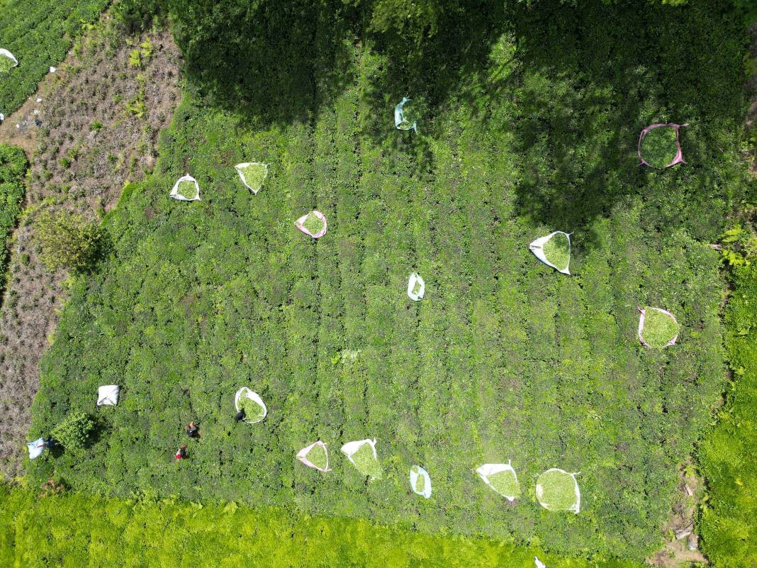 Senegalli işçiler çay hasadında: Yevmiyeyi duyan geldi - Resim: 2