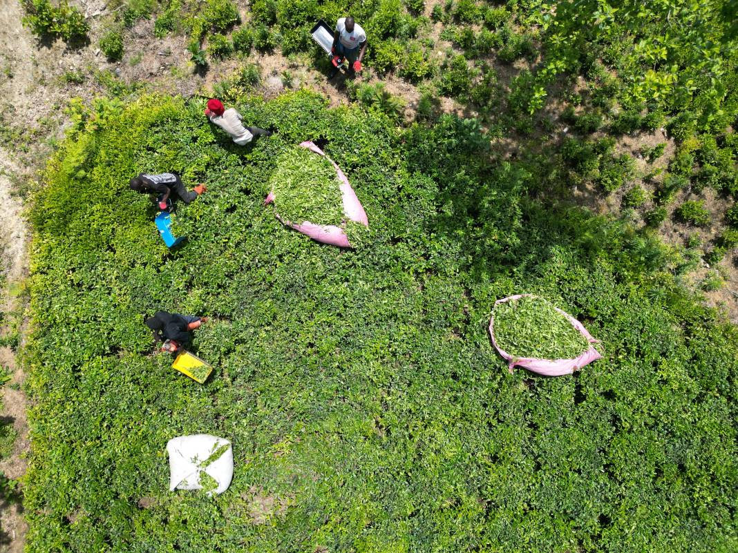 Senegalli işçiler çay hasadında: Yevmiyeyi duyan geldi - Resim: 1