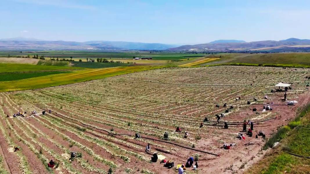 Kilosu tarlada 7 TL'den gidiyor, markette ise fiyatı tam 2 katı. Hasadı başladı - Resim: 3