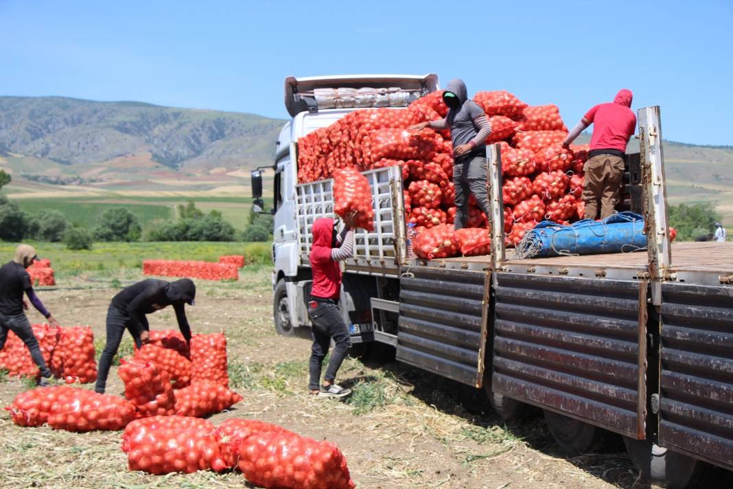 Kilosu tarlada 7 TL'den gidiyor, markette ise fiyatı tam 2 katı. Hasadı başladı - Resim: 4