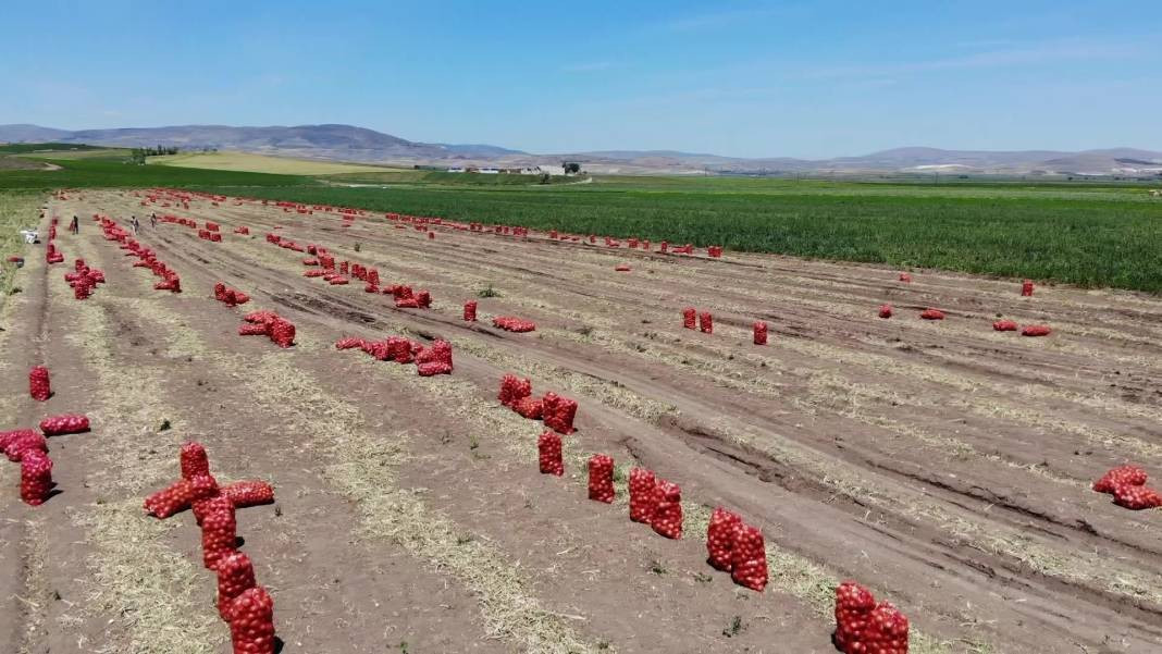 Kilosu tarlada 7 TL'den gidiyor, markette ise fiyatı tam 2 katı. Hasadı başladı - Resim: 8