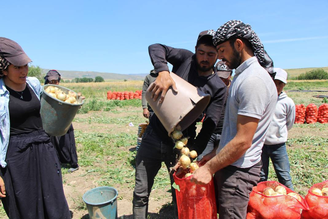 Kilosu tarlada 7 TL'den gidiyor, markette ise fiyatı tam 2 katı. Hasadı başladı - Resim: 5