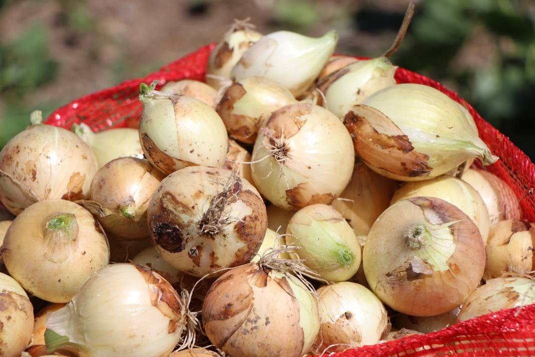 Kilosu tarlada 7 TL'den gidiyor, markette ise fiyatı tam 2 katı. Hasadı başladı - Resim: 7