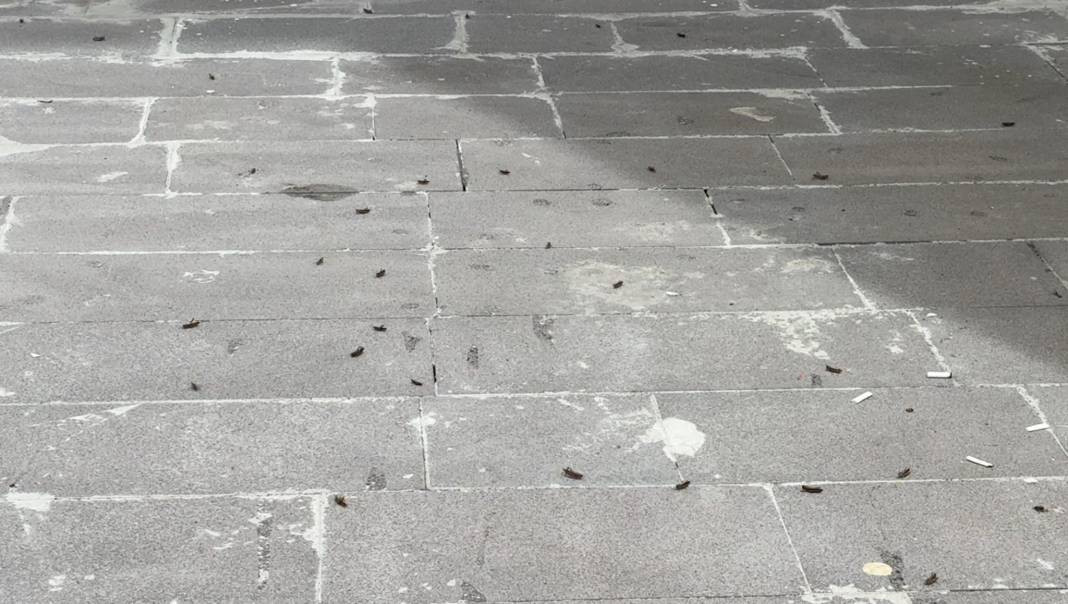 Şehir merkezini istila etti. Bitlis’te endişelendiren görüntüler - Resim: 1