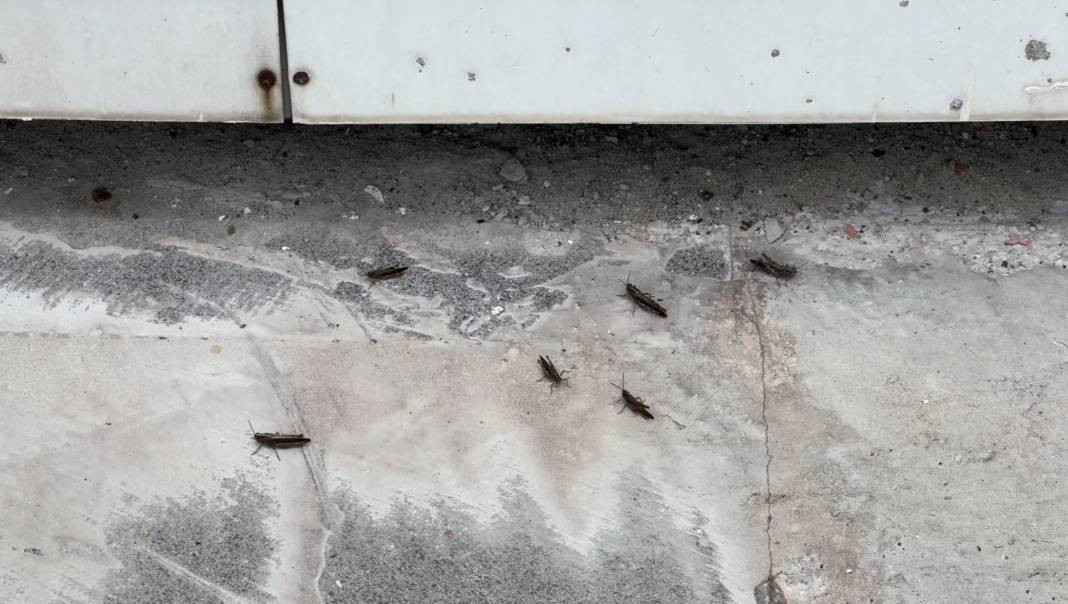 Şehir merkezini istila etti. Bitlis’te endişelendiren görüntüler - Resim: 8