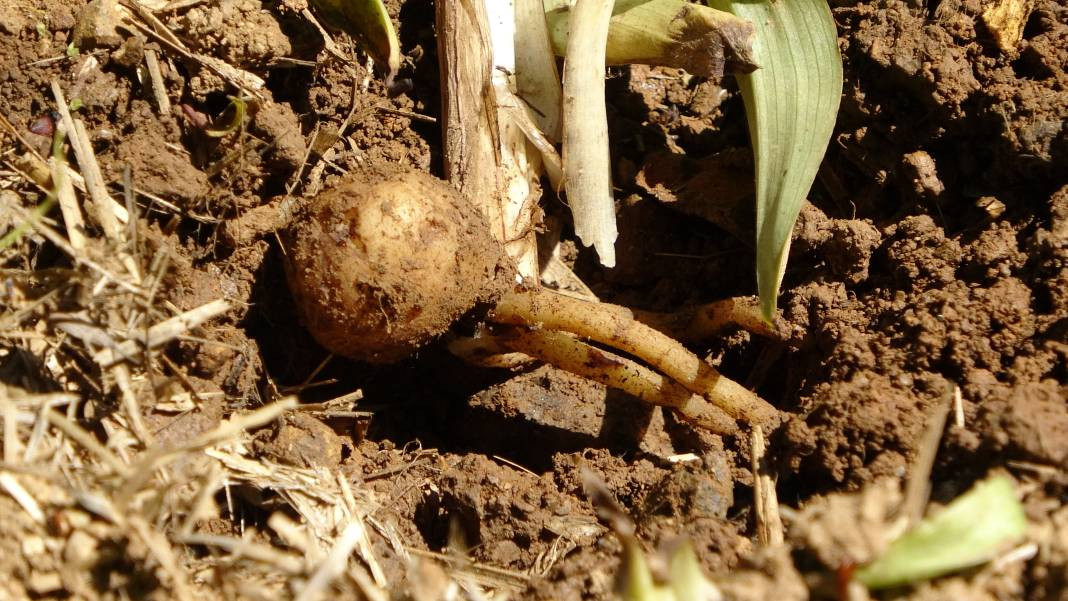 Yeni gelir kapısı oldu kilosu 1500 TL! Çayın ve fındığın alternatifi... - Resim: 2