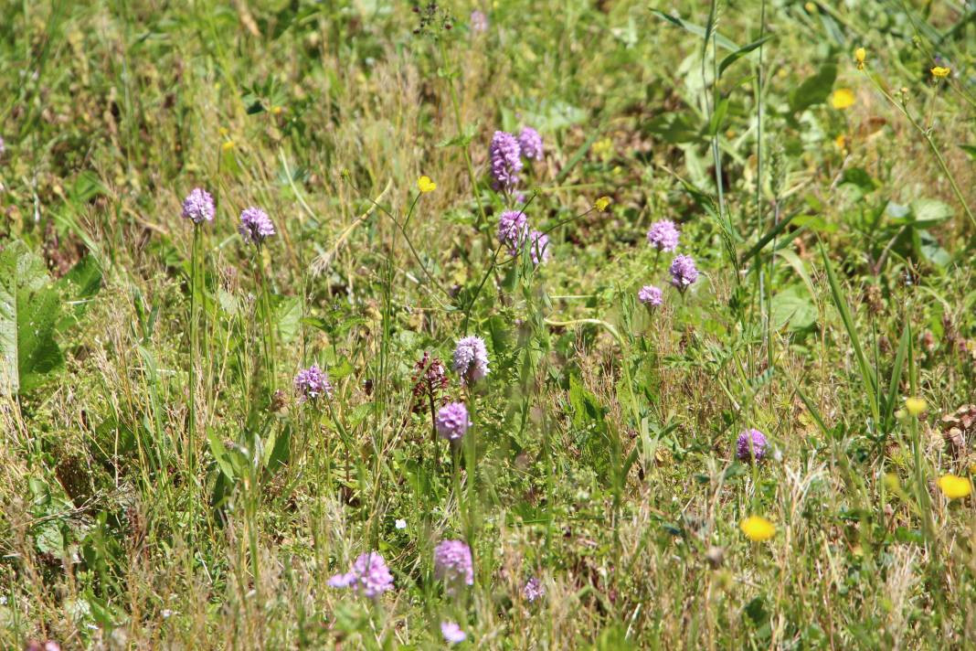 Yeni gelir kapısı oldu kilosu 1500 TL! Çayın ve fındığın alternatifi... - Resim: 6