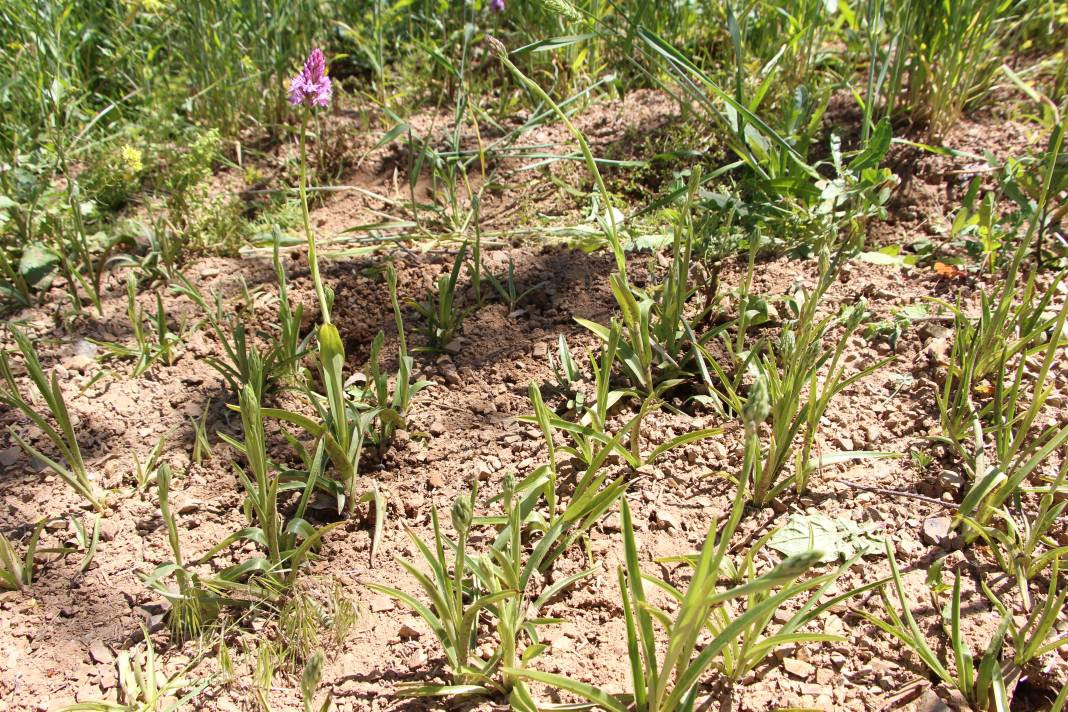 Yeni gelir kapısı oldu kilosu 1500 TL! Çayın ve fındığın alternatifi... - Resim: 4