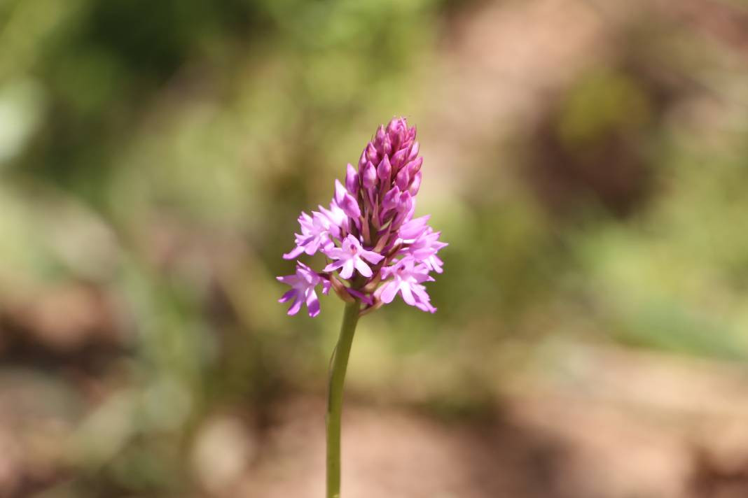 Yeni gelir kapısı oldu kilosu 1500 TL! Çayın ve fındığın alternatifi... - Resim: 7