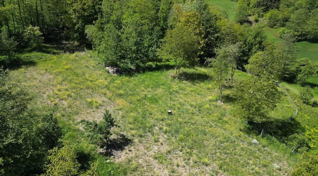 Yeni gelir kapısı oldu kilosu 1500 TL! Çayın ve fındığın alternatifi... - Resim: 8