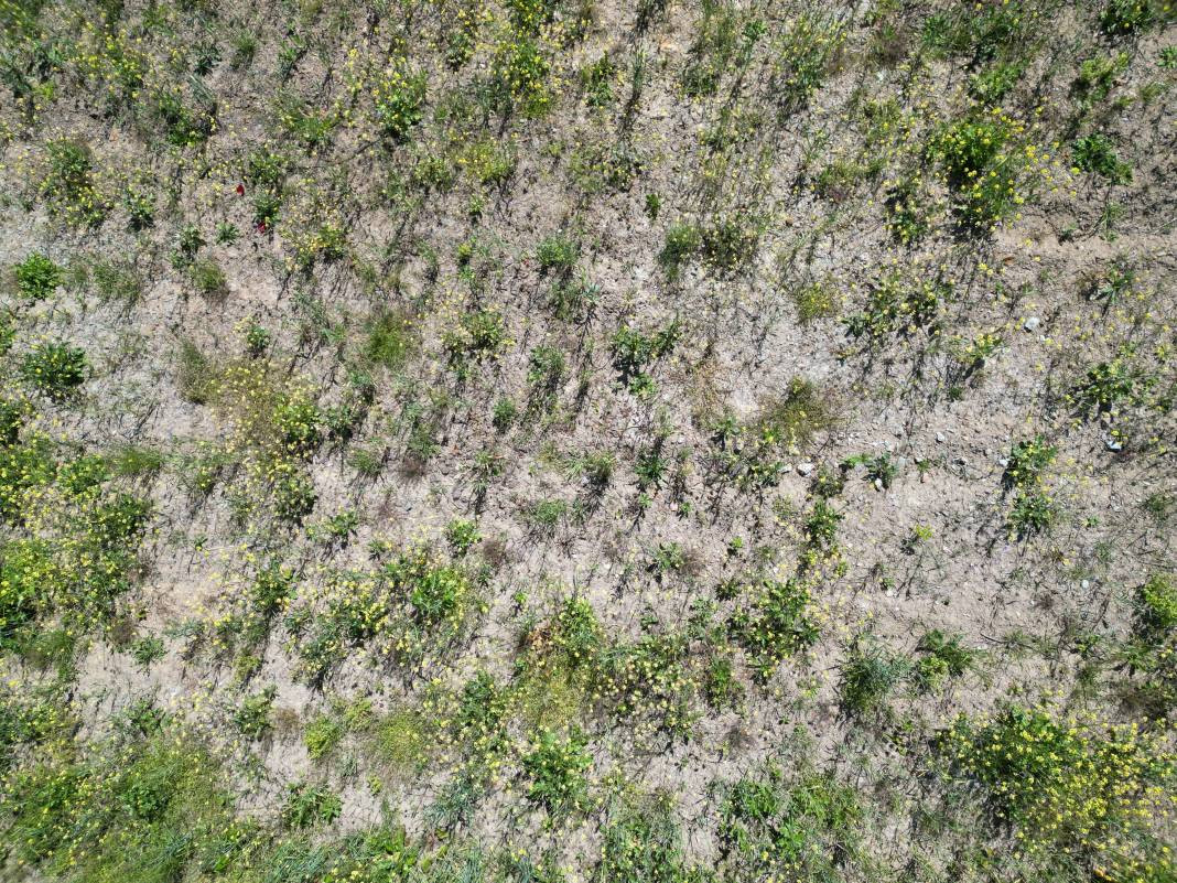 Yeni gelir kapısı oldu kilosu 1500 TL! Çayın ve fındığın alternatifi... - Resim: 5