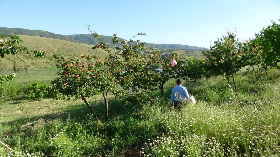 Erkenci meyvede hasat zamanı! Tam 16 çeşit... - Resim: 1