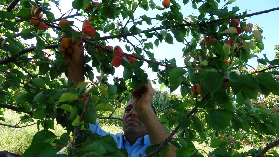 Erkenci meyvede hasat zamanı! Tam 16 çeşit... - Resim: 7