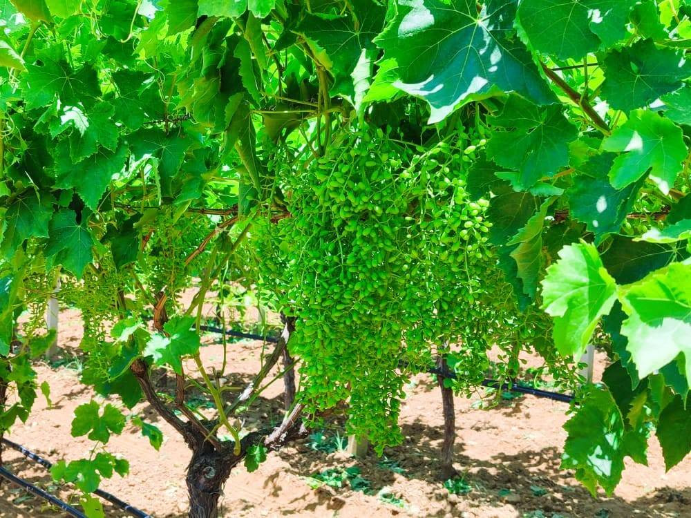 Dünyada eşi benzeri yok boyu şimdiden 25 santimetre. Geçen sene hastalık vurmuştu - Resim: 7