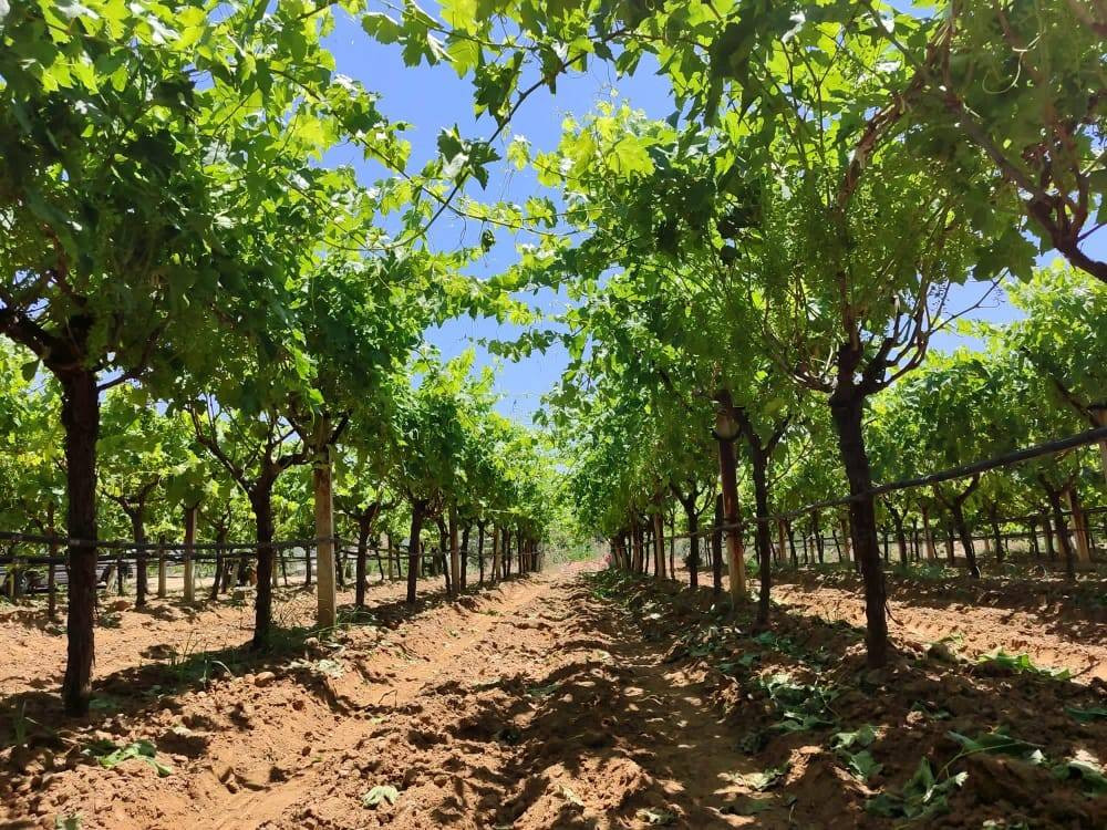 Dünyada eşi benzeri yok boyu şimdiden 25 santimetre. Geçen sene hastalık vurmuştu - Resim: 6