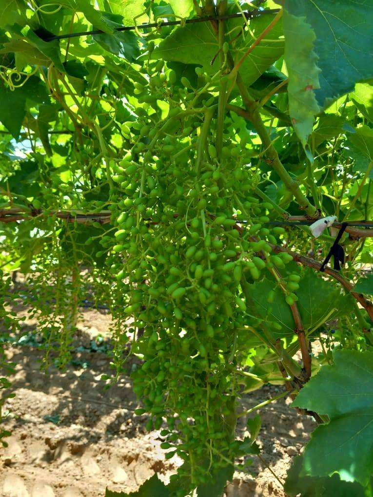 Dünyada eşi benzeri yok boyu şimdiden 25 santimetre. Geçen sene hastalık vurmuştu - Resim: 2
