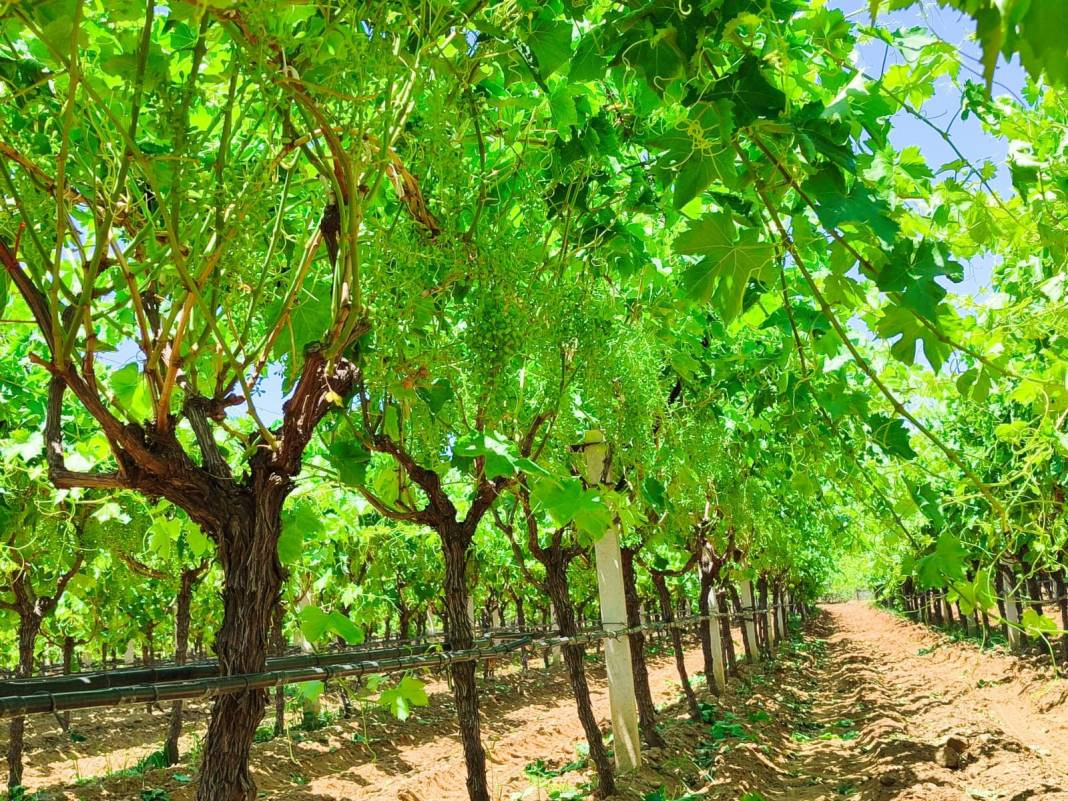 Dünyada eşi benzeri yok boyu şimdiden 25 santimetre. Geçen sene hastalık vurmuştu - Resim: 3