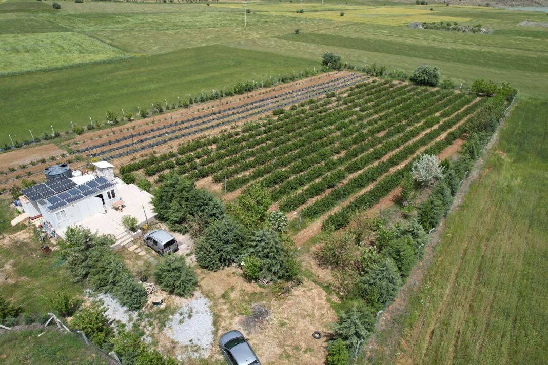 Çiftçi diktiği meyveyle köşeyi döndü! Kanser olan eşine de şifa oldu - Resim: 1