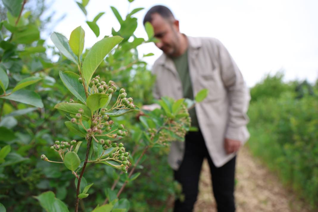 Çiftçi diktiği meyveyle köşeyi döndü! Kanser olan eşine de şifa oldu - Resim: 2