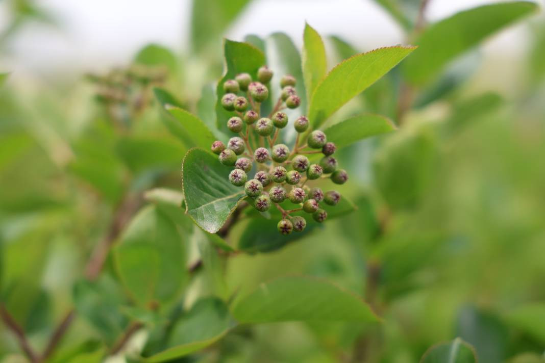 Çiftçi diktiği meyveyle köşeyi döndü! Kanser olan eşine de şifa oldu - Resim: 6
