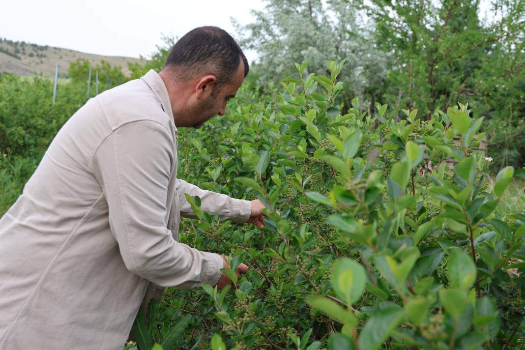 Çiftçi diktiği meyveyle köşeyi döndü! Kanser olan eşine de şifa oldu - Resim: 4
