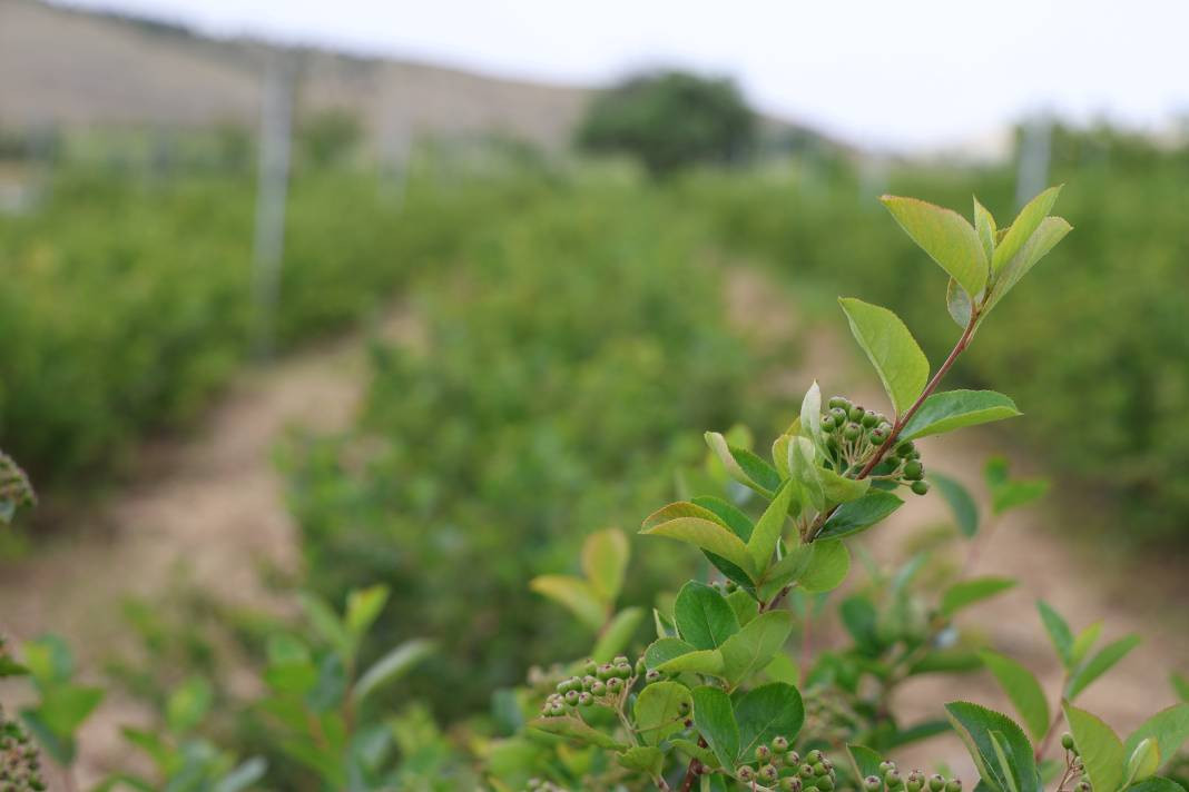 Çiftçi diktiği meyveyle köşeyi döndü! Kanser olan eşine de şifa oldu - Resim: 7
