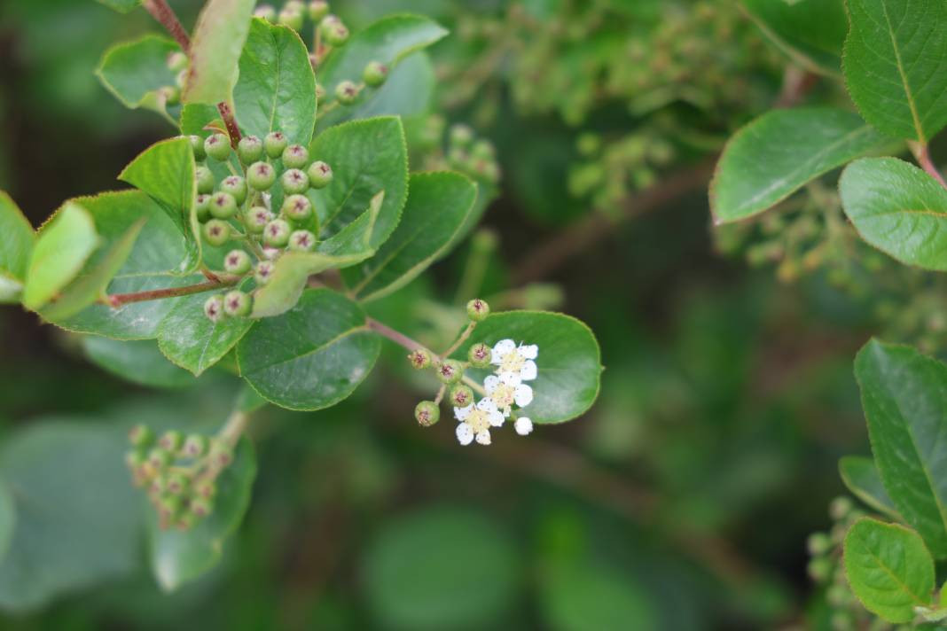 Çiftçi diktiği meyveyle köşeyi döndü! Kanser olan eşine de şifa oldu - Resim: 5