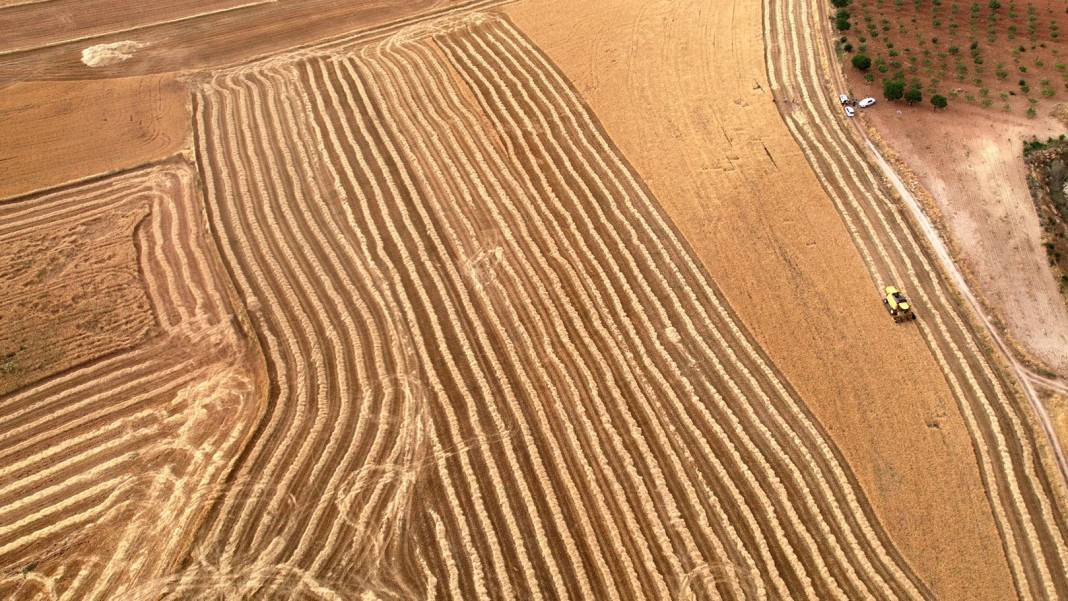 Köylüler biçmeye yetişemiyor her yerden ürün fışkırıyor. Çiftçi mutluluktan havalara uçuyor - Resim: 6