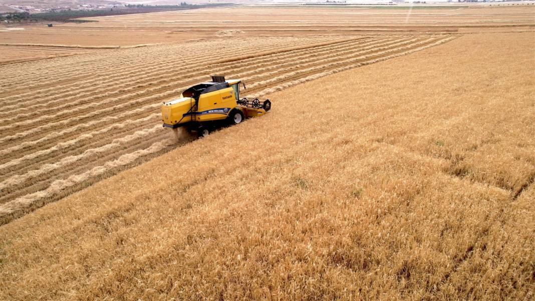 Köylüler biçmeye yetişemiyor her yerden ürün fışkırıyor. Çiftçi mutluluktan havalara uçuyor - Resim: 3