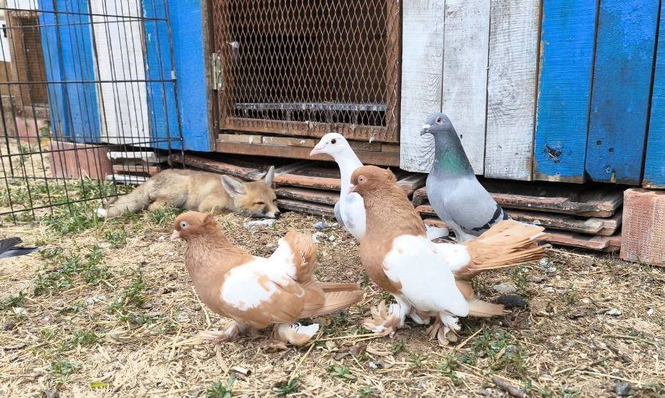 Kuşlar tilkiye emanet. Sütünü içiyor kuşları seyrediyor - Resim: 5