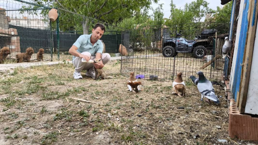 Kuşlar tilkiye emanet. Sütünü içiyor kuşları seyrediyor - Resim: 4