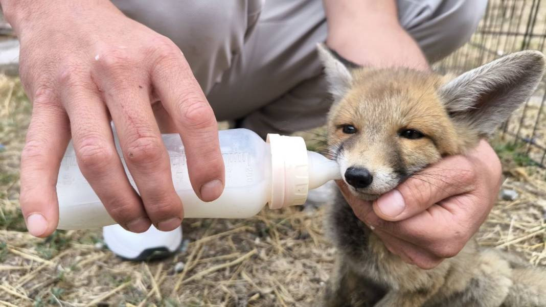 Kuşlar tilkiye emanet. Sütünü içiyor kuşları seyrediyor - Resim: 7