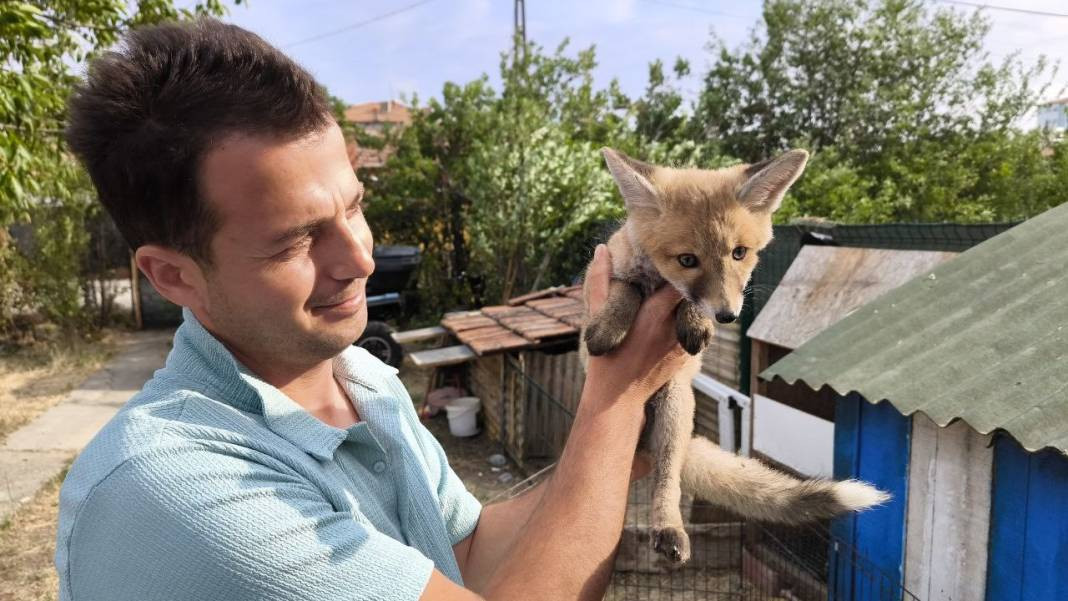 Kuşlar tilkiye emanet. Sütünü içiyor kuşları seyrediyor - Resim: 6
