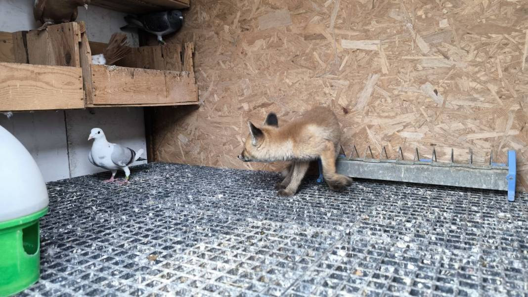 Kuşlar tilkiye emanet. Sütünü içiyor kuşları seyrediyor - Resim: 3