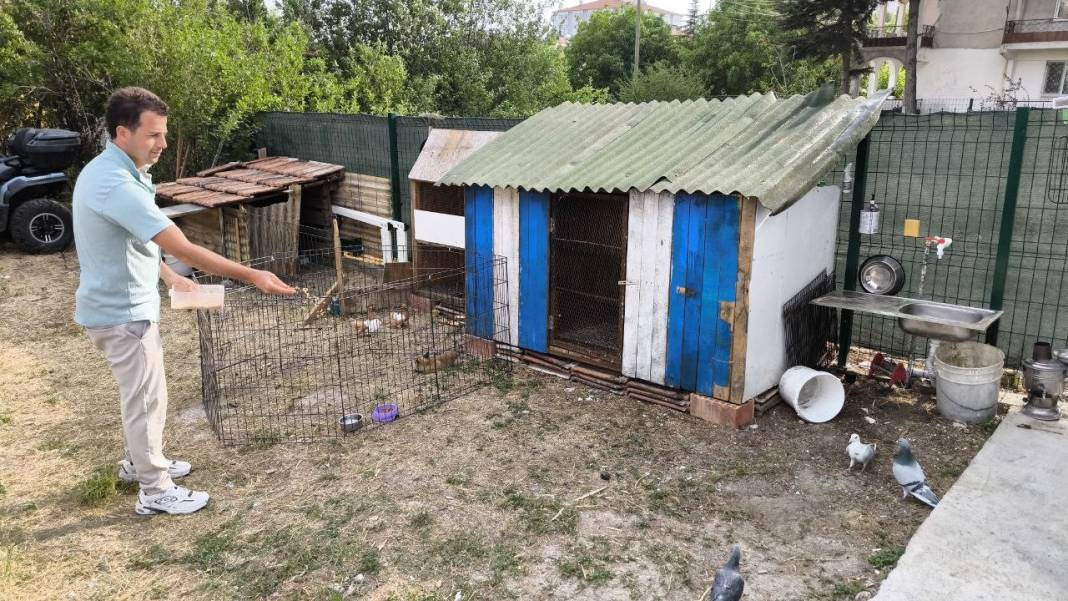 Kuşlar tilkiye emanet. Sütünü içiyor kuşları seyrediyor - Resim: 1