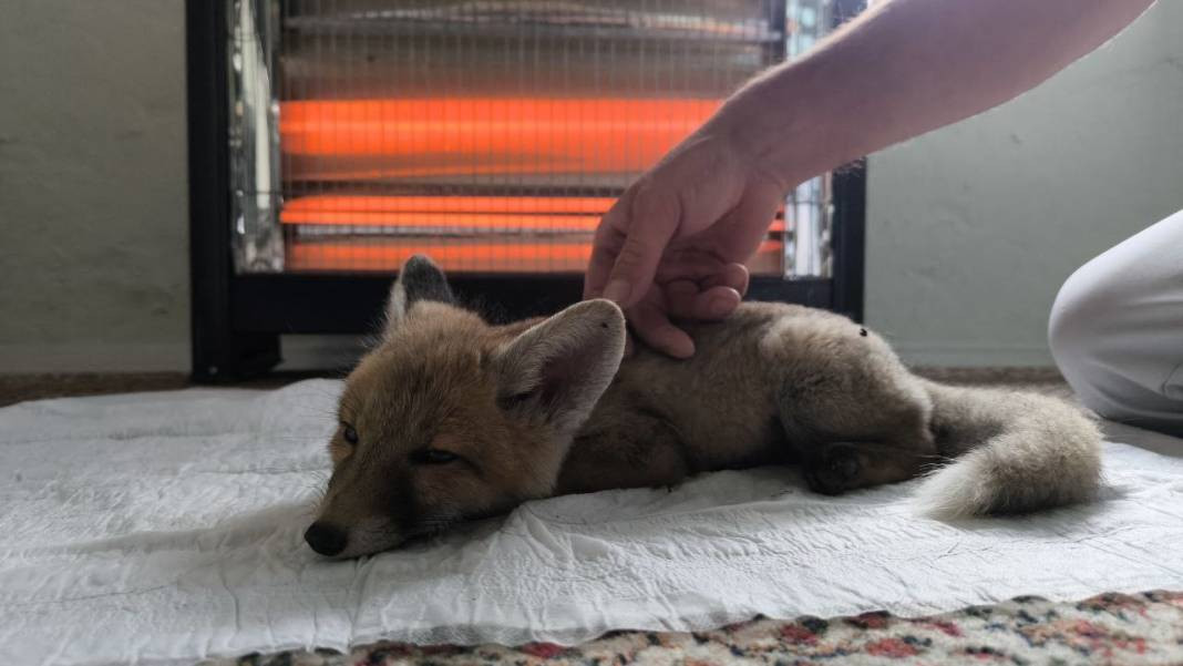 Kuşlar tilkiye emanet. Sütünü içiyor kuşları seyrediyor - Resim: 2