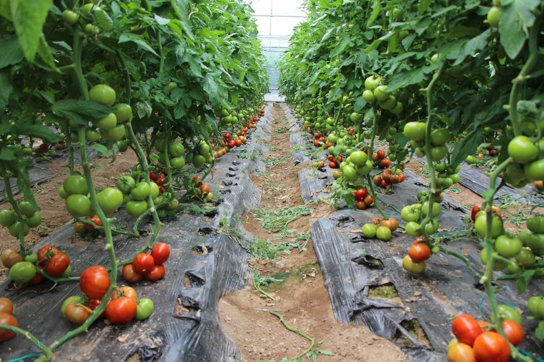 Kilosu serada 20 TL'den gidiyor! Ürünler kızarınca satışa sunuldu - Resim: 1