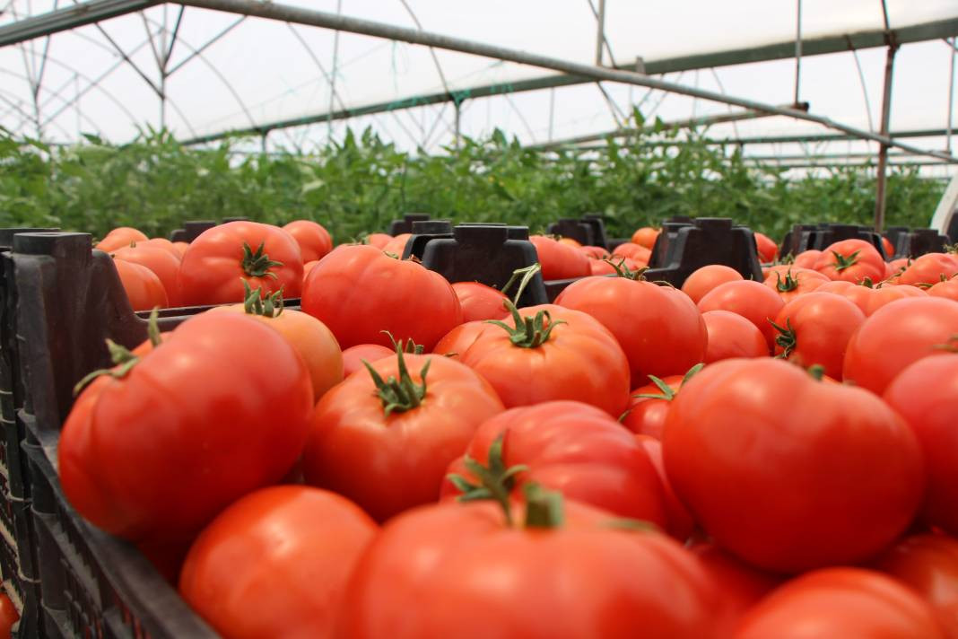 Kilosu serada 20 TL'den gidiyor! Ürünler kızarınca satışa sunuldu - Resim: 6