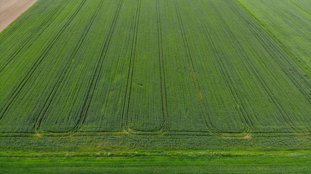 Çiftçinin kabusu oldu: Hububatı hastalığa sürüklüyor - Resim: 2