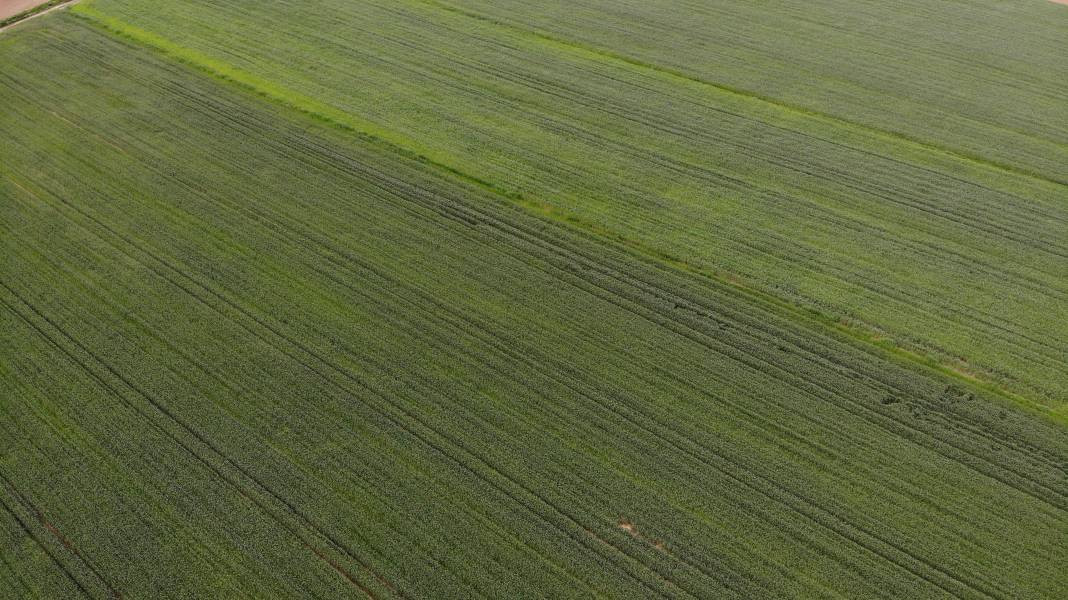 Çiftçinin kabusu oldu: Hububatı hastalığa sürüklüyor - Resim: 1
